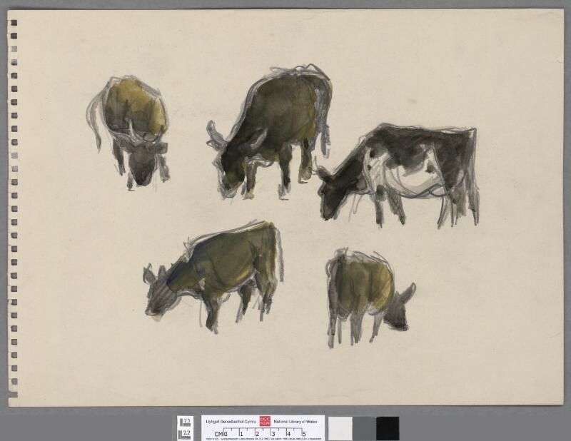 Studies of five cows