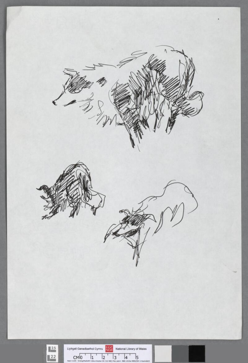 Three studies of a sheepdog