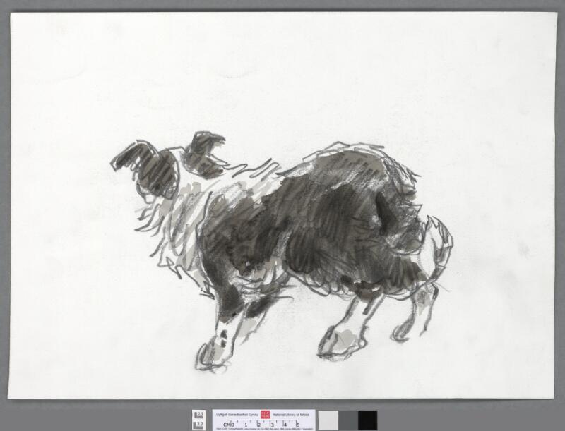 Sheepdog