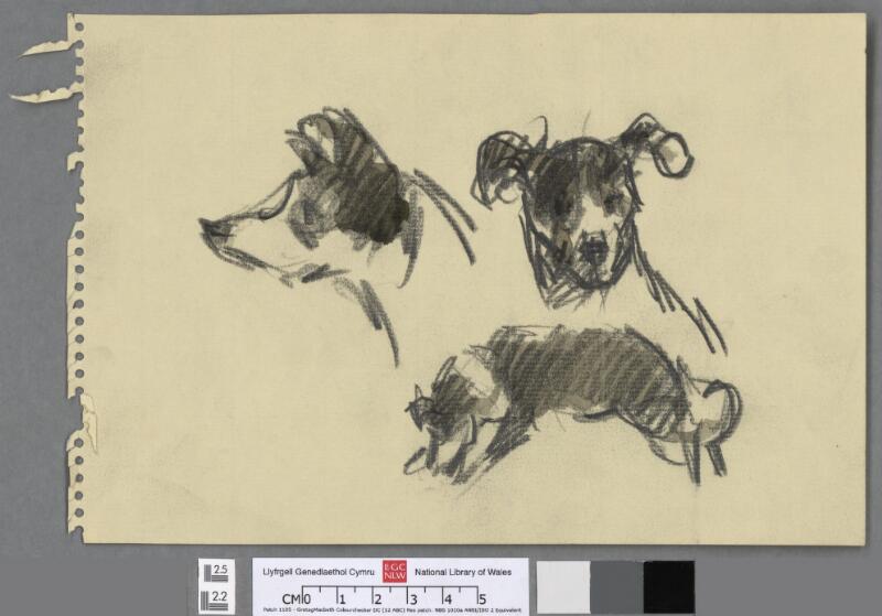 Studies of sheepdog cross (3)