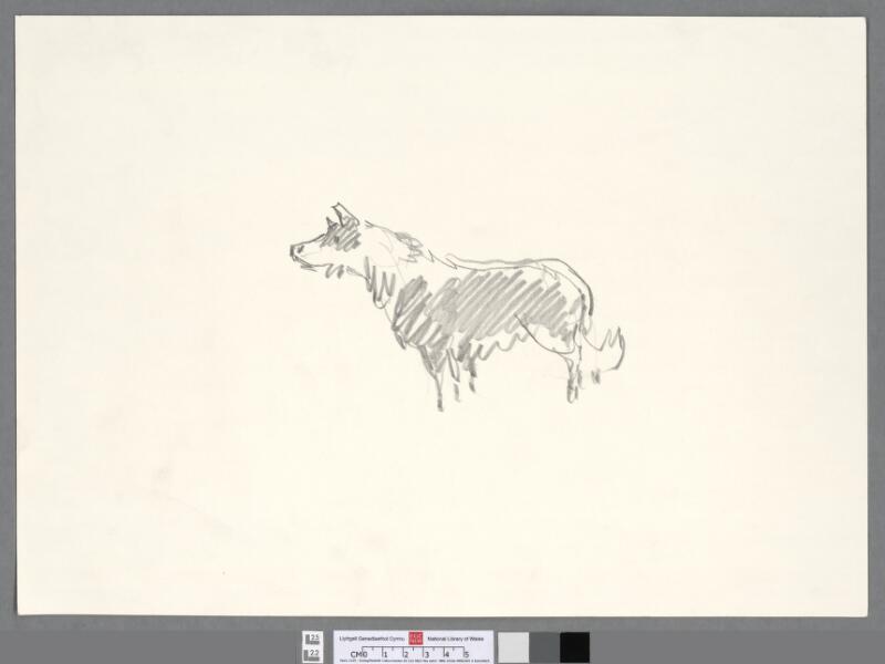 Sheepdog