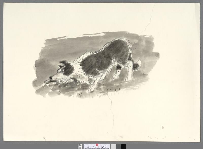 Crouching sheepdog