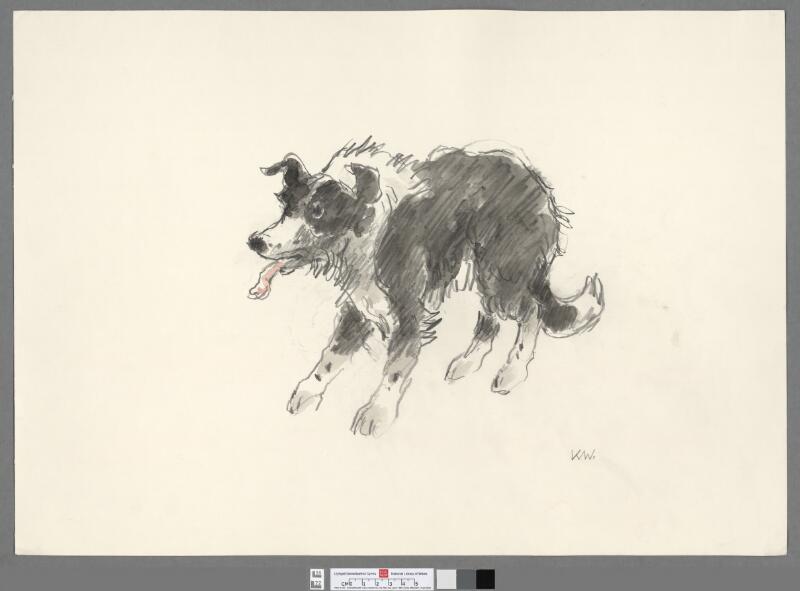 Sheepdog