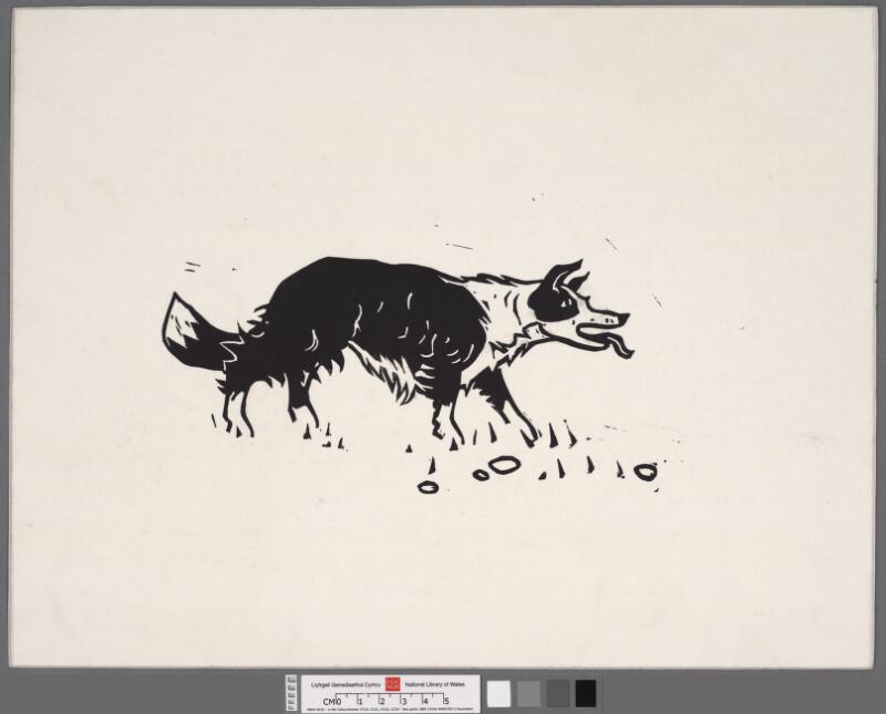 Welsh sheepdog