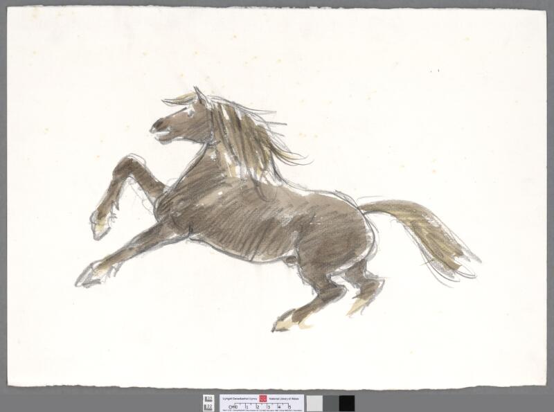 Welsh Cob Stallion