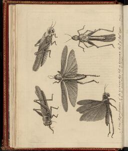 p. 189/2 (Insects)