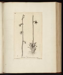 p. 221/1 (Lobelia)