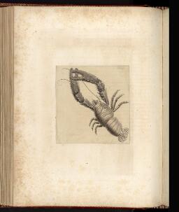 p. 239/2 (Lobster)