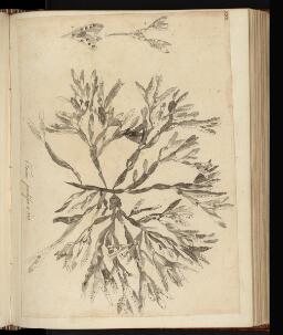 p. 249/3 (Fucus)