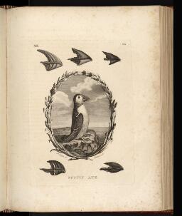 p. 251/1 (Puffin Auk)