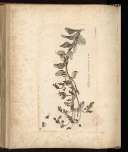 p. 271/2 (Plant)