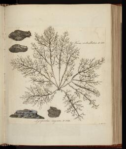 p. 275/3 (Plants)