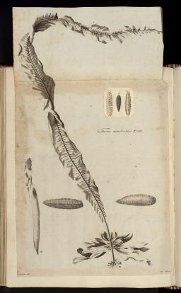 p. 277/2 (Fucus)