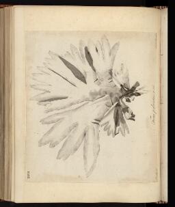 p. 279/2 (Fucus)
