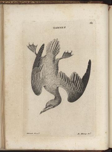 p. 198/2 (Gannet)