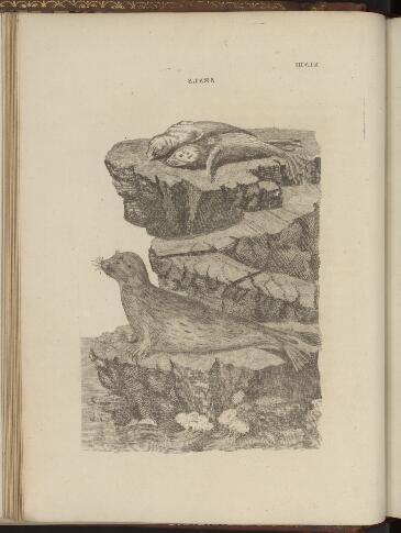 p. 200/4 (Seals)