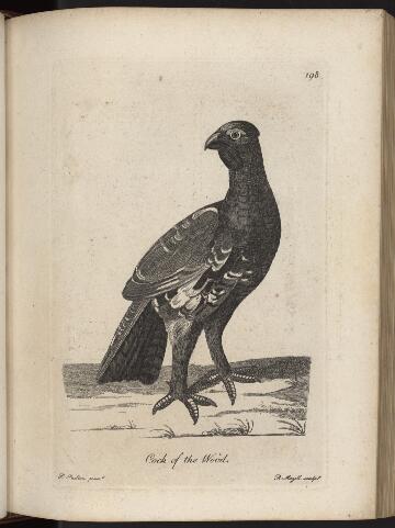 p. 218/5 (Cock of the wood)