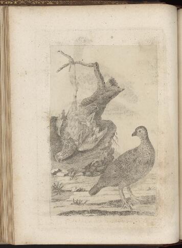 p. 218/6 (birds)