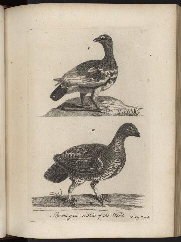 p. 218/7 (Hen of the wood)
