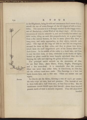 p. 230
