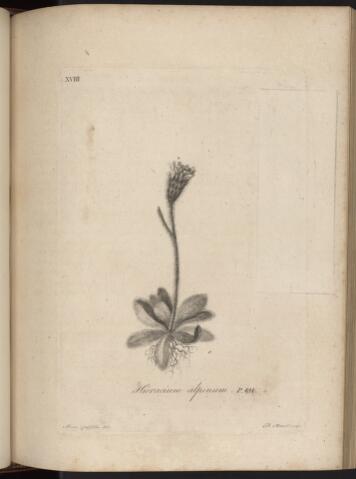 p. 230/1 (Hieracium alpinum)