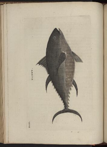 p. 240/2 (Tunny)