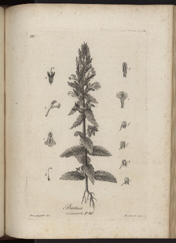 p. 242/1 (Bartsia)
