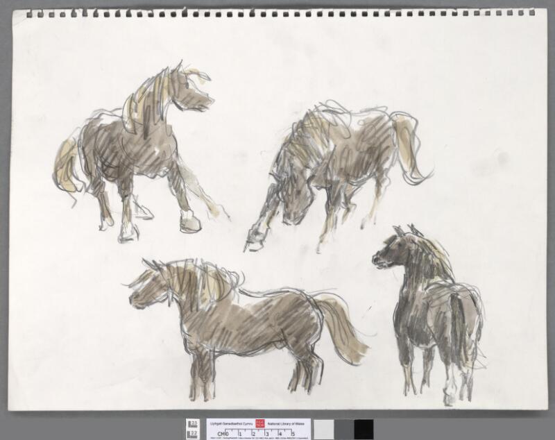 Four studies of a Welsh cob