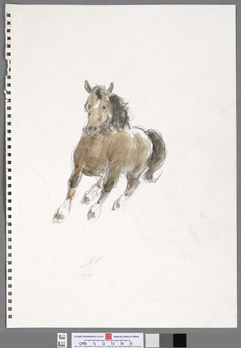 Cantering Welsh cob