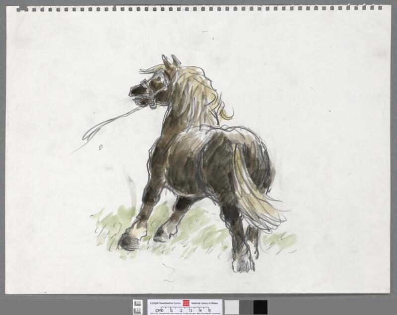 Welsh cob pulling on rein