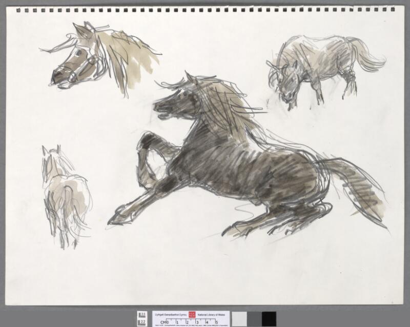 Four studies of a Welsh cob