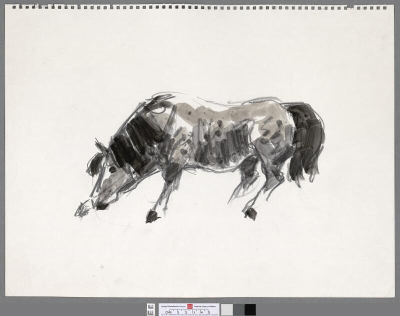 Grey Welsh cob