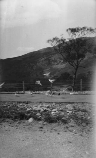 Seagulls in flight, possibly fighting over scraps. Hills behind