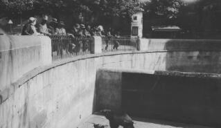 The Lloyd George entourage viewing the bears in the Barengraben (Bear Pit), Bern Zoo.