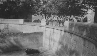 David Lloyd George and party watching a bear lying in its back, Bern.