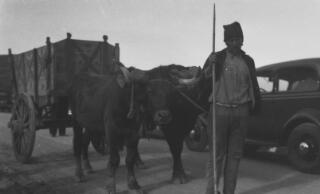 A man standing in front of a two wheeled cart pulled by a pair of oxen.