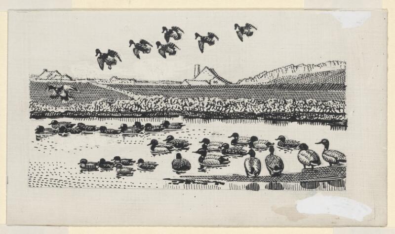 A raft of ducks