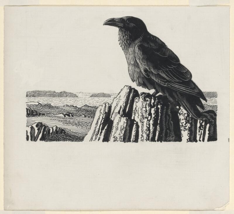 Common raven