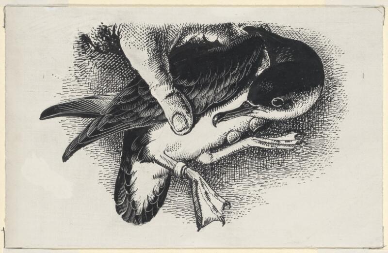 Manx Shearwater with ring