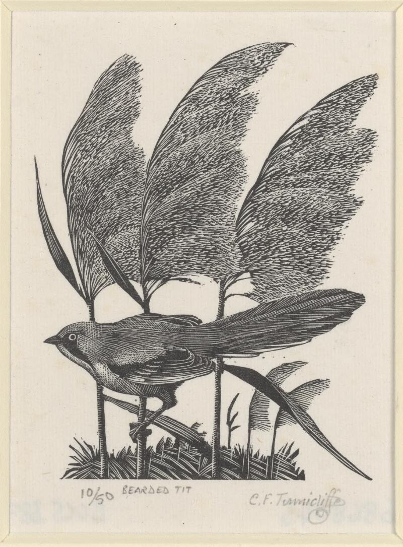 Bearded Tit