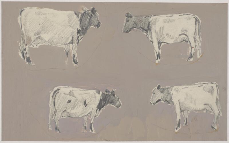 Studies of cows (2)